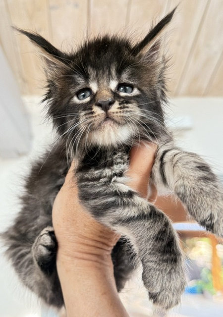 Buck Whiskey Mâle Maine coon né le 12/06/2026. Disponible à l'adoption Chatterie Maine coon Makatea