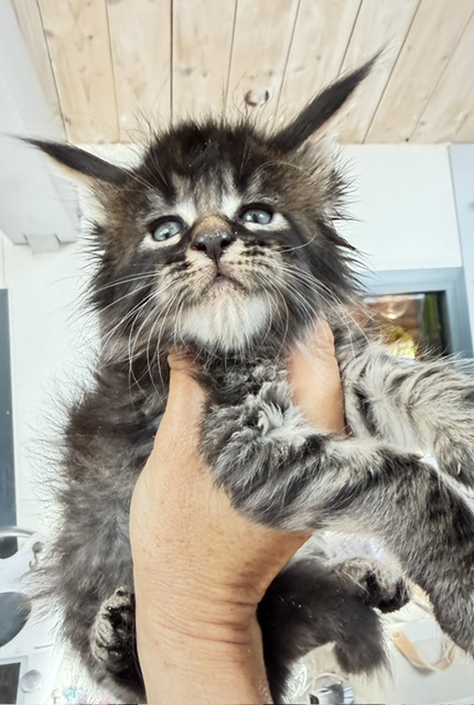 Buck Whiskey  Chatterie MAKATEA Maine Coon