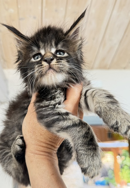 Buck Whiskey  Chatterie MAKATEA Maine Coon
