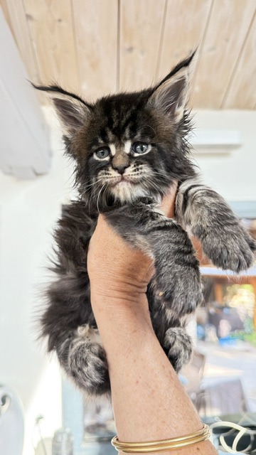 Buddy Bear  Chatterie MAKATEA Maine Coon
