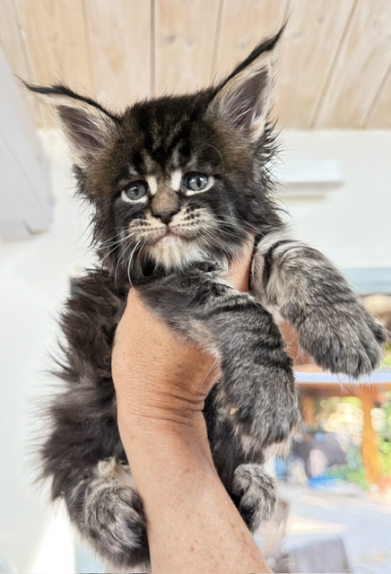 Buddy Bear  Chatterie MAKATEA Maine Coon