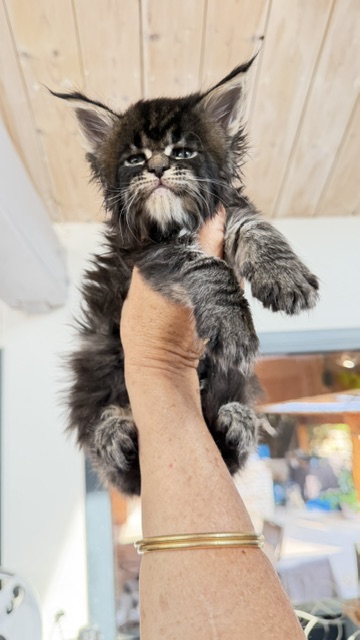 Buddy Bear  Chatterie MAKATEA Maine Coon
