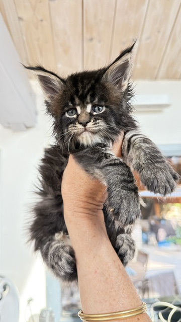 Buddy Bear  Chatterie MAKATEA Maine Coon
