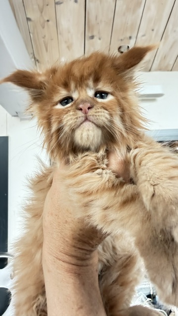 ButterCream Chatterie MAKATEA Maine Coon
