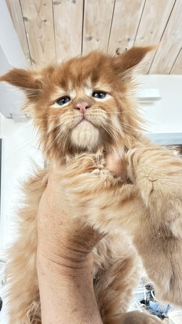 ButterCream Chatterie MAKATEA Maine Coon