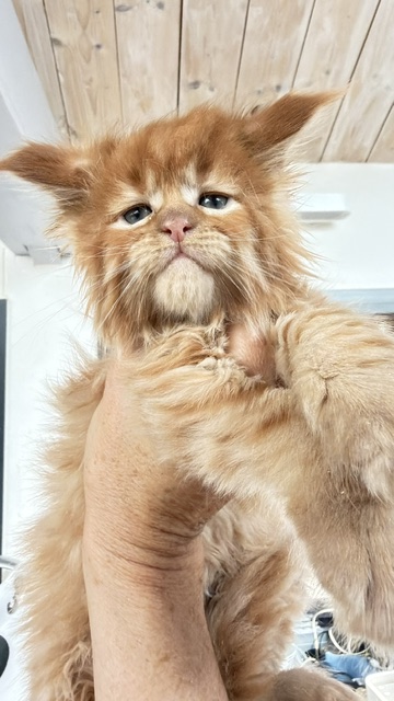 ButterCream Chatterie MAKATEA Maine Coon