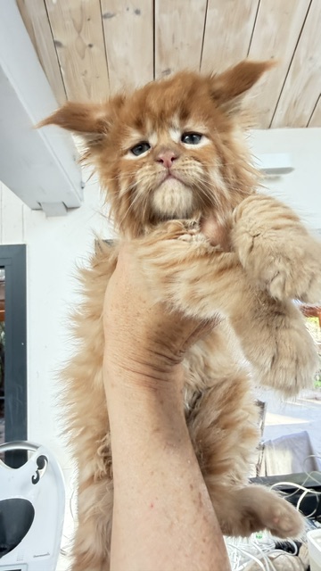ButterCream Chatterie MAKATEA Maine Coon
