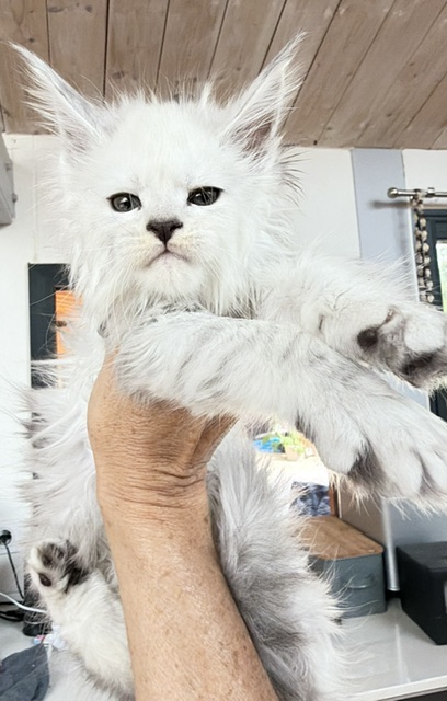 Butternut Chatterie MAKATEA Maine Coon