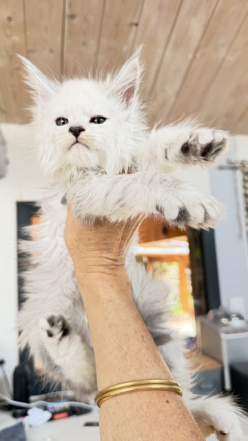 Butternut Chatterie MAKATEA Maine Coon