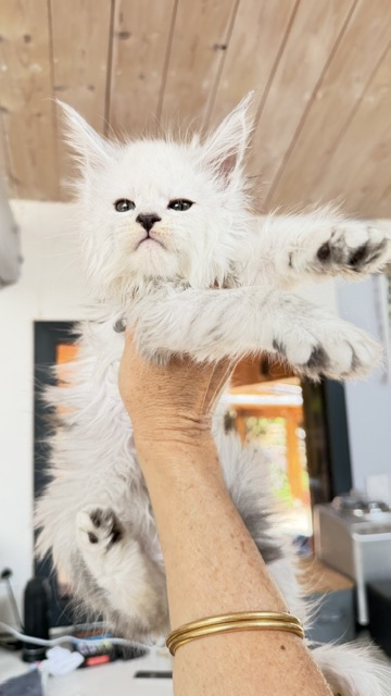 Butternut Chatterie MAKATEA Maine Coon