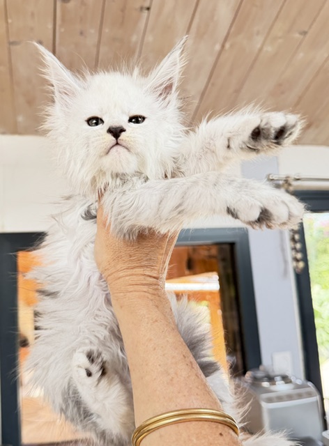 Butternut Chatterie MAKATEA Maine Coon