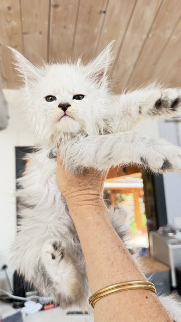 Butternut Chatterie MAKATEA Maine Coon