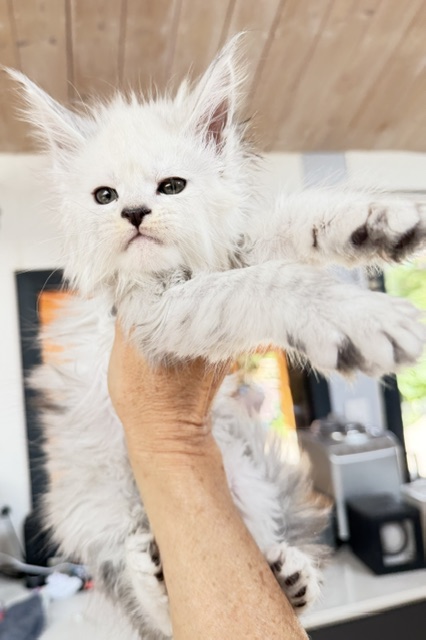 Butternut Chatterie MAKATEA Maine Coon