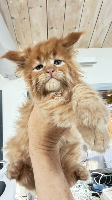 ButterCream Chatterie MAKATEA Maine Coon