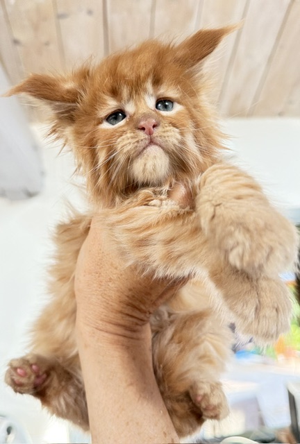 ButterCream Chatterie MAKATEA Maine Coon