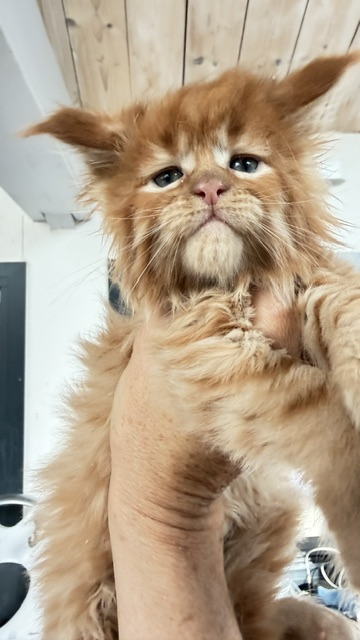 ButterCream Femelle Maine coon née le 12/06/2026. En observation Chatterie Maine coon Makatea