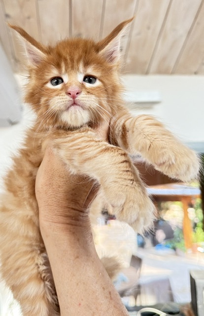 ButterCookie Chatterie MAKATEA Maine Coon