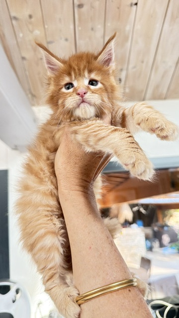 ButterCookie Chatterie MAKATEA Maine Coon