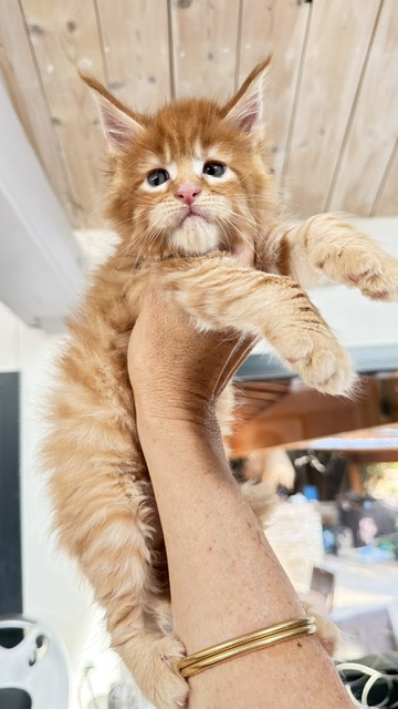 ButterCookie Chatterie MAKATEA Maine Coon