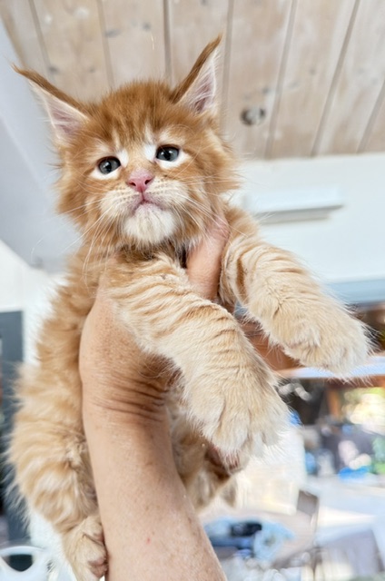 ButterCookie Chatterie MAKATEA Maine Coon