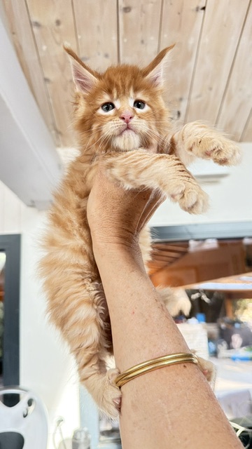 ButterCookie Chatterie MAKATEA Maine Coon