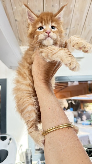 ButterCookie Chatterie MAKATEA Maine Coon