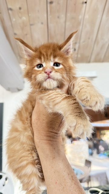 ButterCookie Chatterie MAKATEA Maine Coon