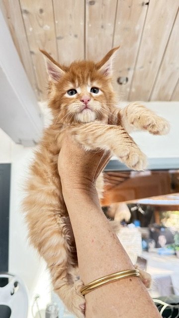 ButterCookie Chatterie MAKATEA Maine Coon