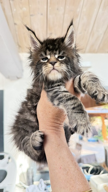 Buttercup Dream  Chatterie MAKATEA Maine Coon