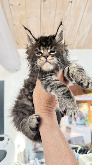 Buttercup Dream  Chatterie MAKATEA Maine Coon
