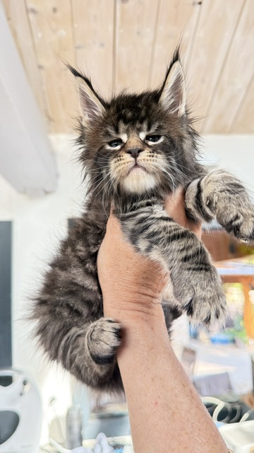 Buttercup Dream  Chatterie MAKATEA Maine Coon