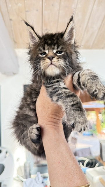 Buttercup Dream  Chatterie MAKATEA Maine Coon