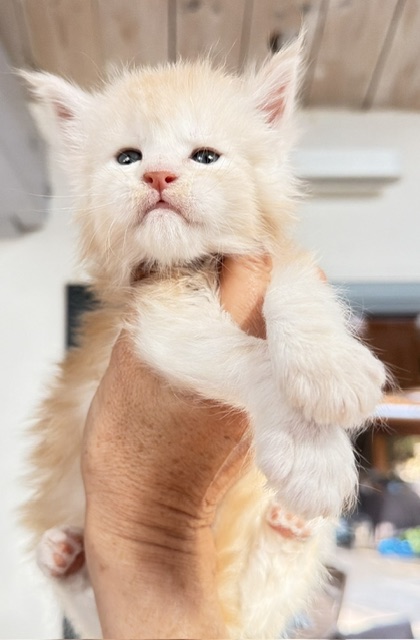 Butter Macaron Chatterie MAKATEA Maine Coon