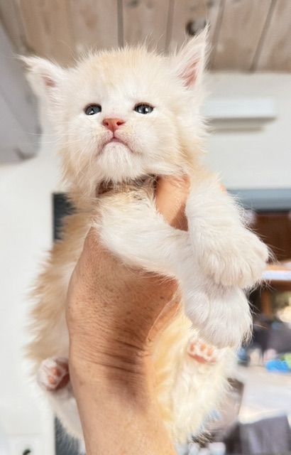 Butter Macaron Chatterie MAKATEA Maine Coon