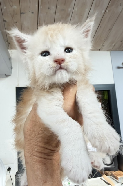 Butter Macaron Chatterie MAKATEA Maine Coon