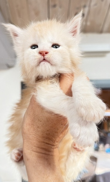 Butter Macaron Chatterie MAKATEA Maine Coon