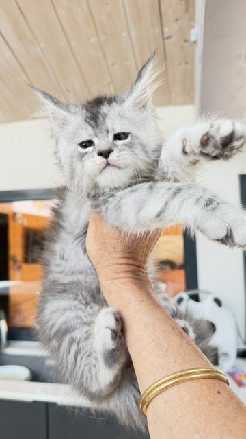 Blue Ocean Chatterie MAKATEA Maine Coon