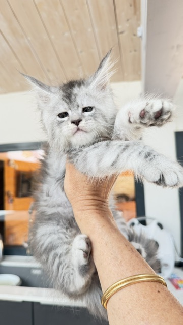 Blue Ocean Chatterie MAKATEA Maine Coon