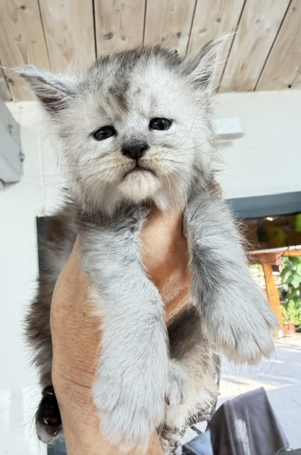 Banquise Chantilly Chatterie MAKATEA Maine Coon