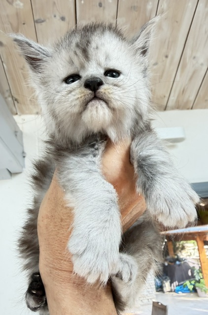 Banquise Chantilly Chatterie MAKATEA Maine Coon