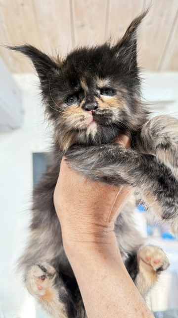 Berry Honeybee Chatterie MAKATEA Maine Coon