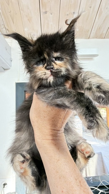 Berry Honeybee Chatterie MAKATEA Maine Coon