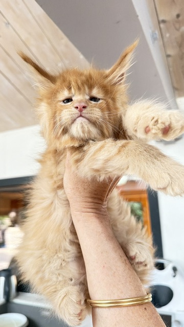 Big Red Chatterie MAKATEA Maine Coon