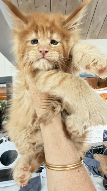 Big Red Chatterie MAKATEA Maine Coon