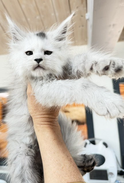 Billabong Chatterie MAKATEA Maine Coon