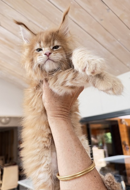 Big Biscuit Chatterie MAKATEA Maine Coon