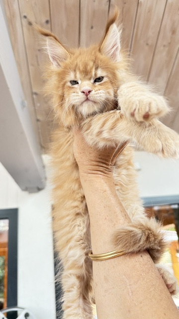 Big Biscuit Chatterie MAKATEA Maine Coon