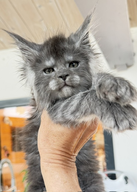 Blueberry Chatterie MAKATEA Maine Coon
