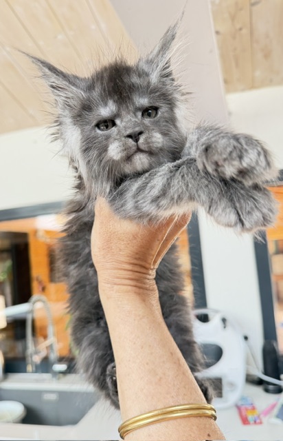 Blueberry Chatterie MAKATEA Maine Coon