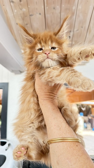 Bourbon Sunrise Chatterie MAKATEA Maine Coon